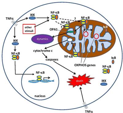 Frontiers | What Is Nuclear Factor Kappa B (NF-κB) Doing In And To The ...